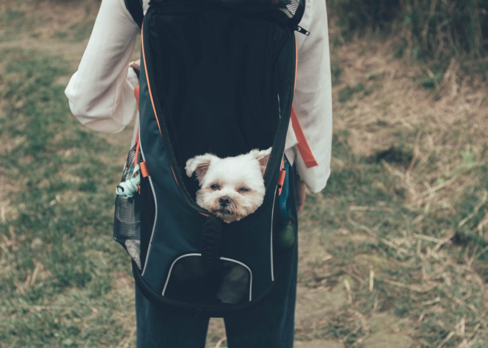 La plupart des villes acceptant les animaux domestiques en Amérique 