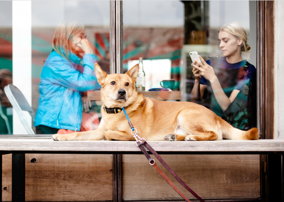 La plupart des villes acceptant les animaux domestiques en Amérique 