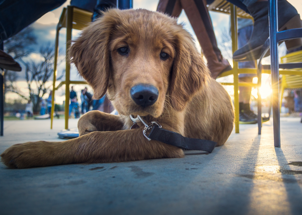 La plupart des villes acceptant les animaux domestiques en Amérique 