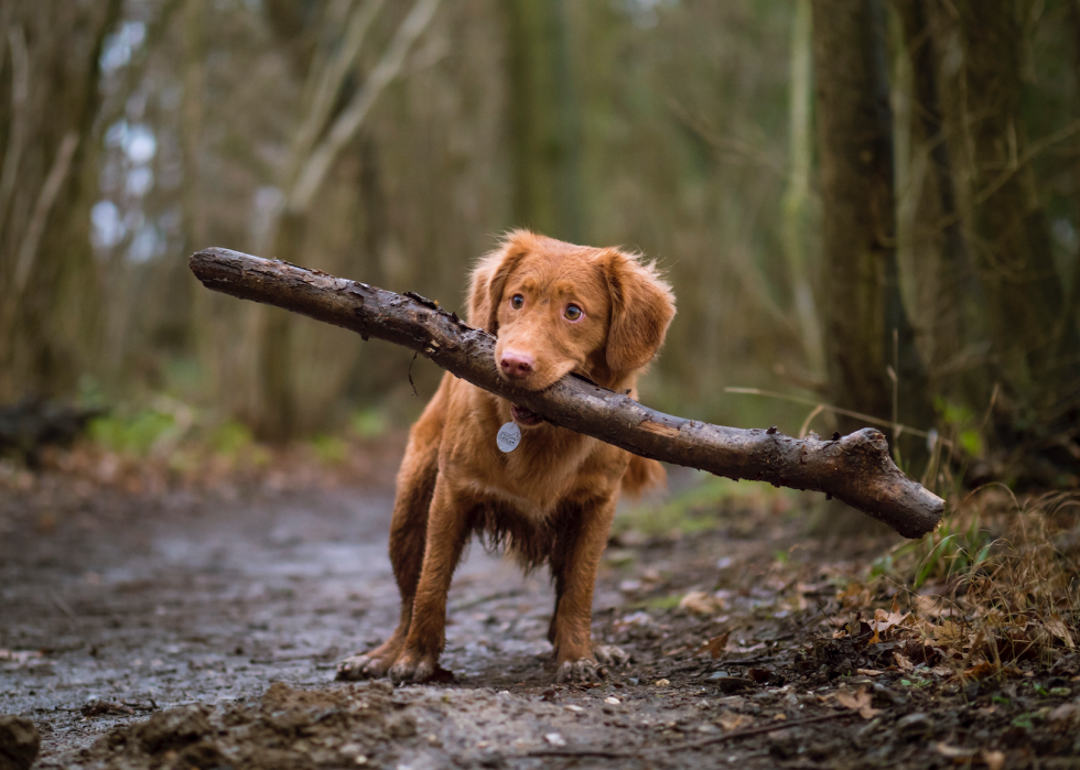 La plupart des villes acceptant les animaux domestiques en Amérique 