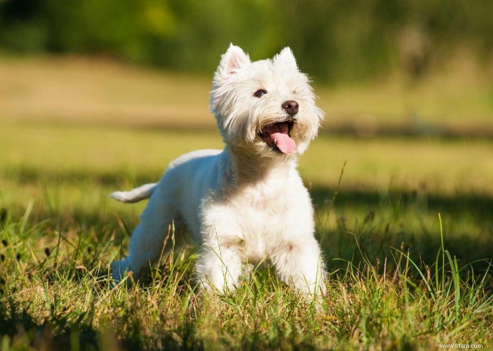 Origines des 50 races de chiens les plus populaires 