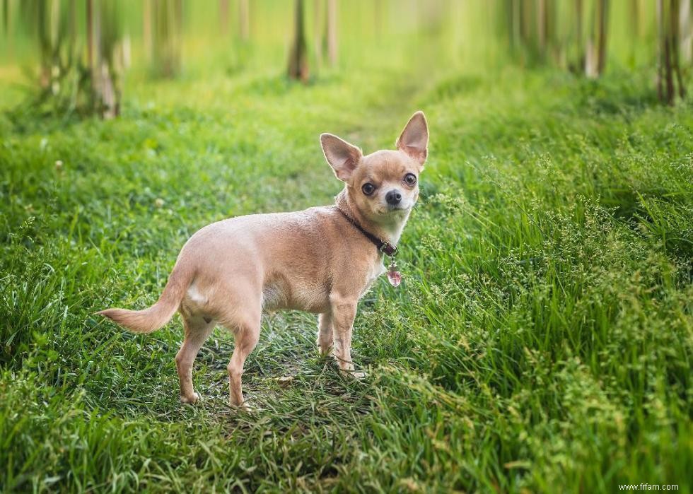 Origines des 50 races de chiens les plus populaires 