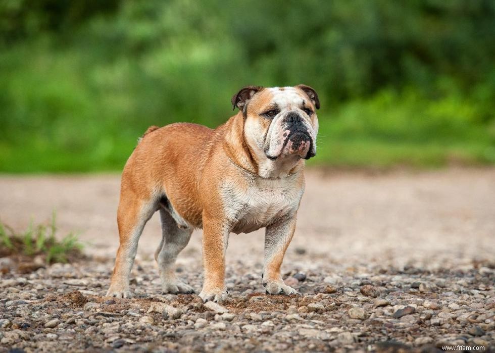 Origines des 50 races de chiens les plus populaires 