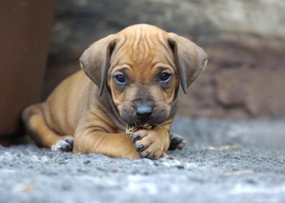 À quoi ressemblent les races de chiens les plus populaires d Amérique en tant que chiots 