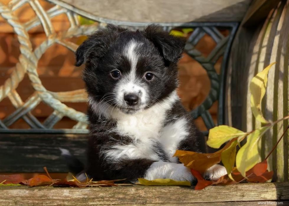 À quoi ressemblent les races de chiens les plus populaires d Amérique en tant que chiots 