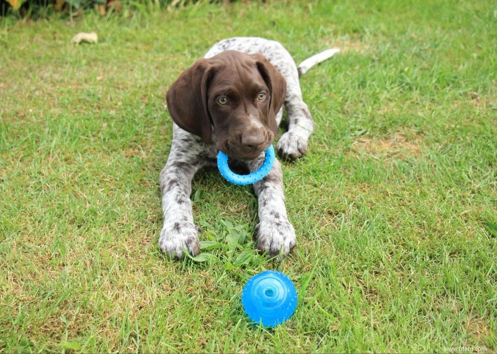 À quoi ressemblent les races de chiens les plus populaires d Amérique en tant que chiots 