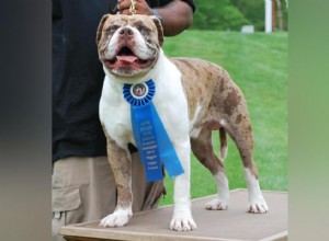 Histoires derrière chaque race de chien originaire d Amérique 