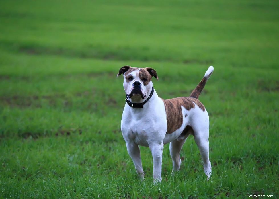 Histoires derrière chaque race de chien originaire d Amérique 