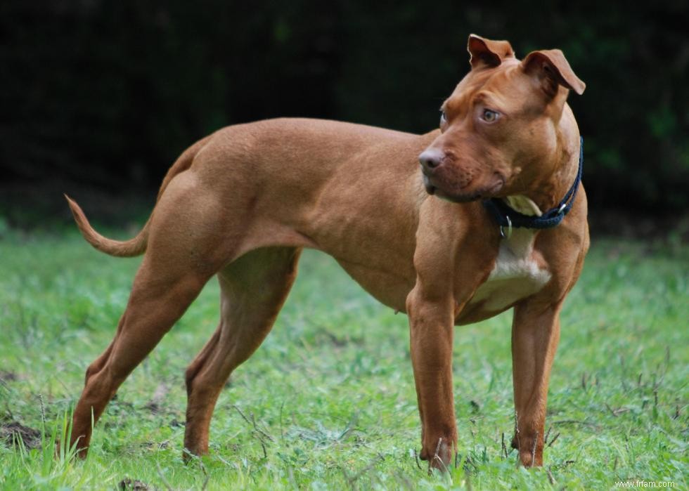 Histoires derrière chaque race de chien originaire d Amérique 