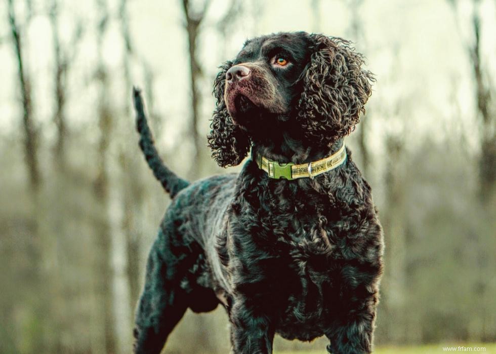 Histoires derrière chaque race de chien originaire d Amérique 