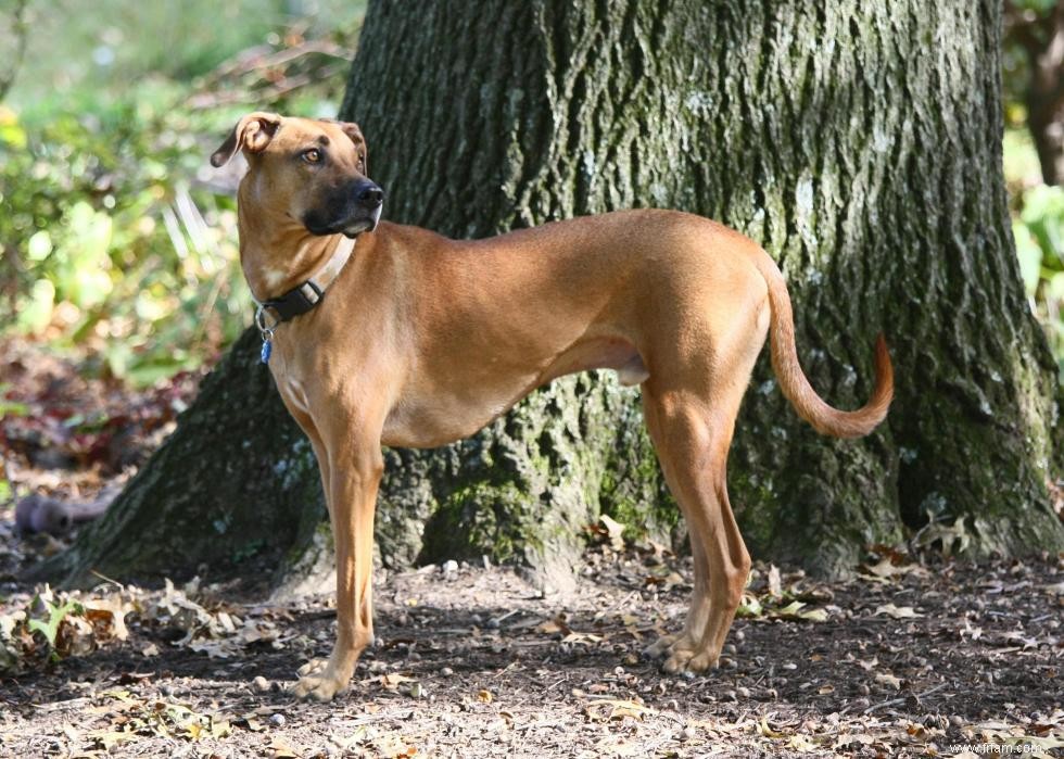 Histoires derrière chaque race de chien originaire d Amérique 