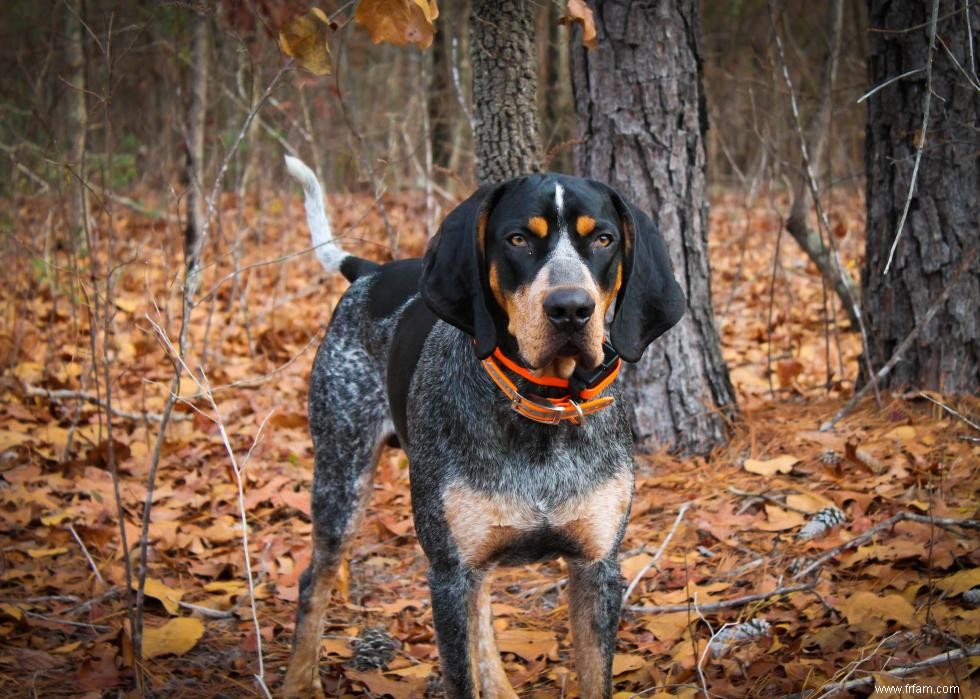 Histoires derrière chaque race de chien originaire d Amérique 