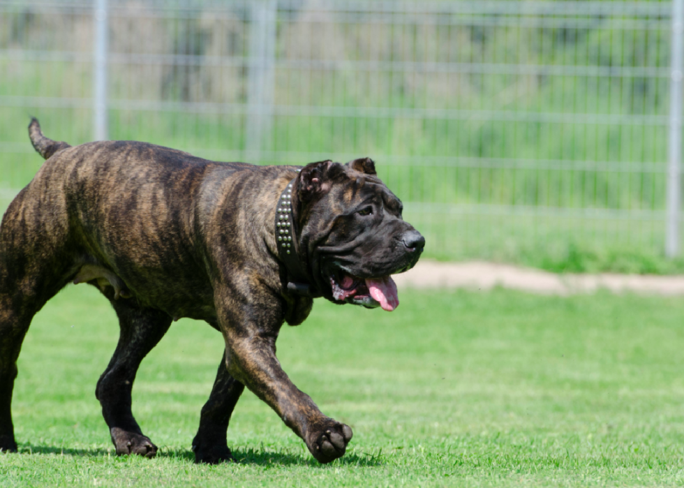 Histoires derrière chaque race de chien originaire d Amérique 