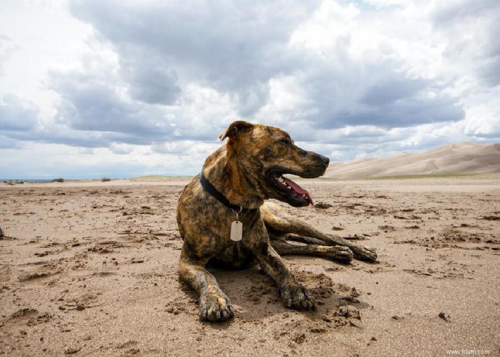 Histoires derrière chaque race de chien originaire d Amérique 