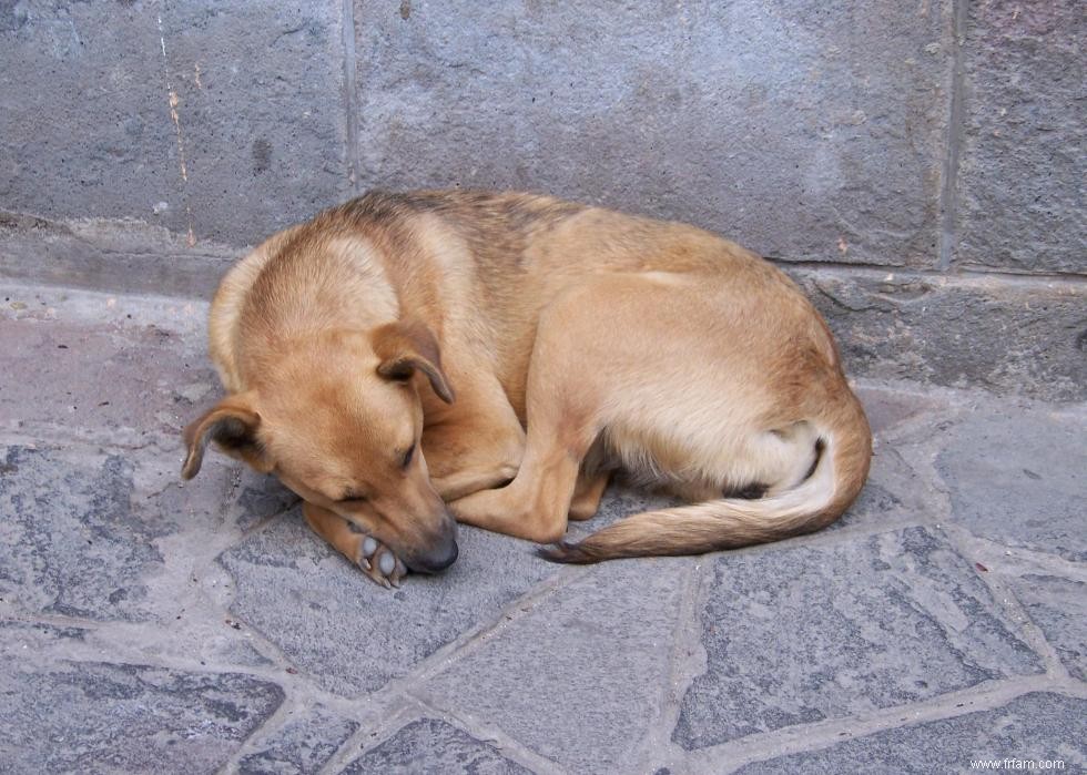 Histoires derrière chaque race de chien originaire d Amérique 