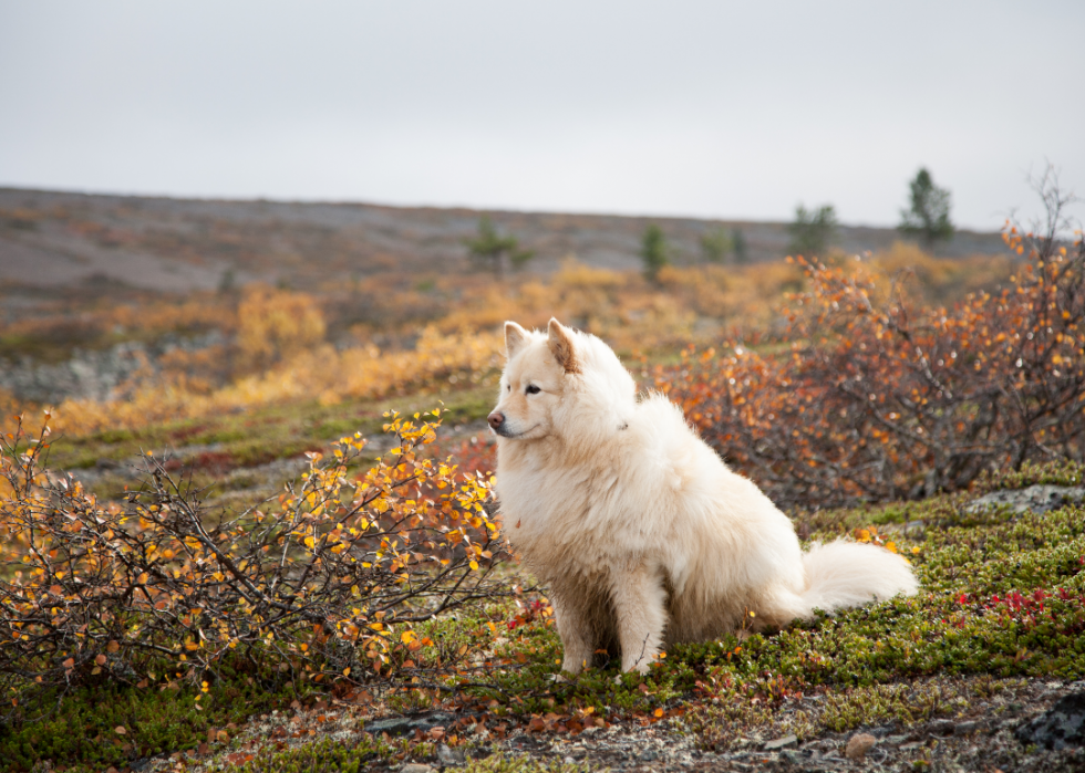 Les plus grandes races de chiens 