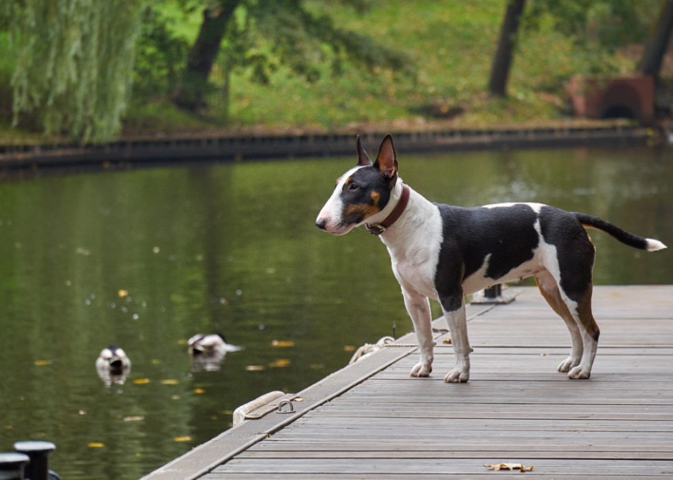 Les plus grandes races de chiens 