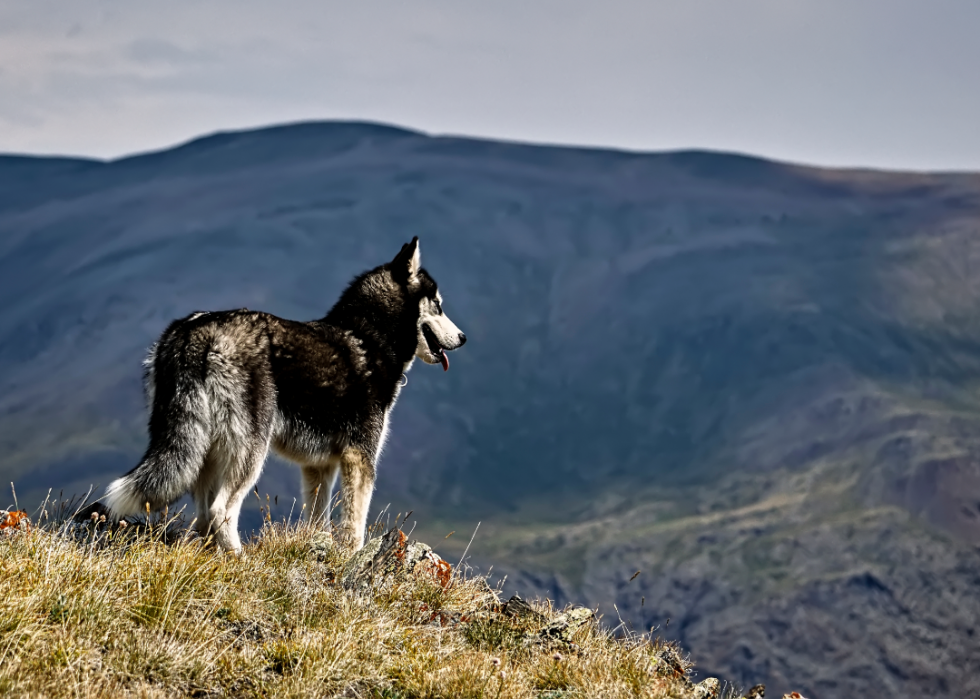 Les plus grandes races de chiens 