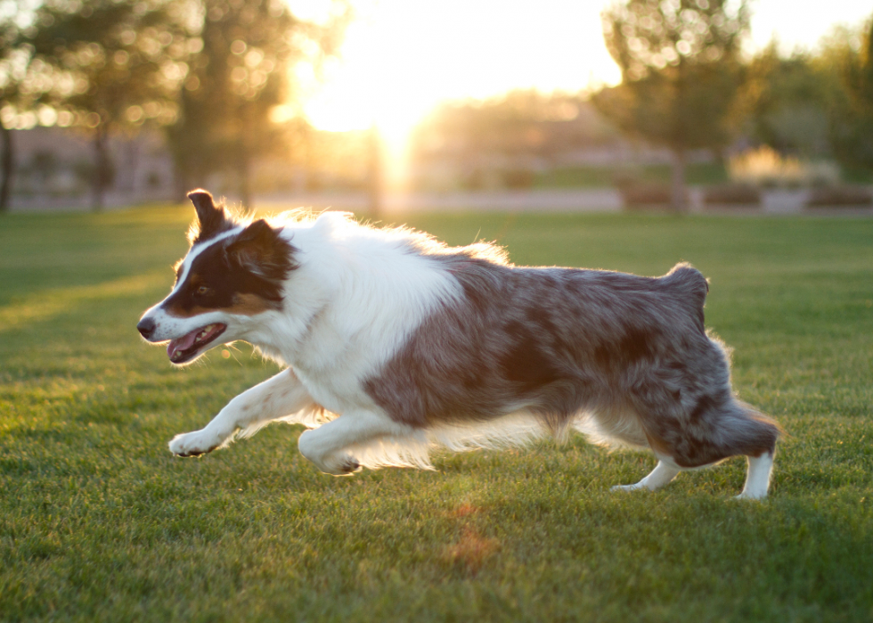 Les plus grandes races de chiens 