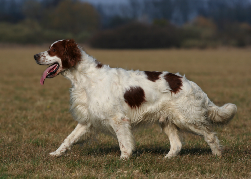 Les plus grandes races de chiens 