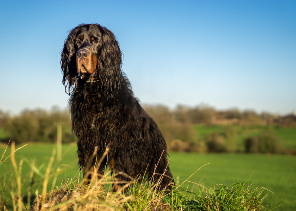 Les plus grandes races de chiens 