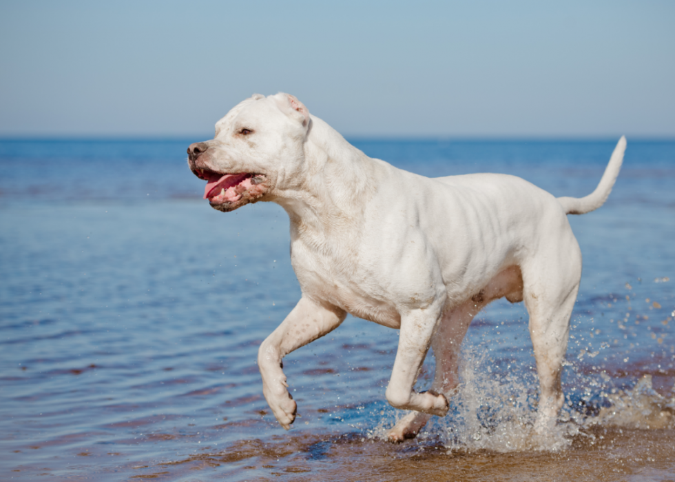 Les plus grandes races de chiens 