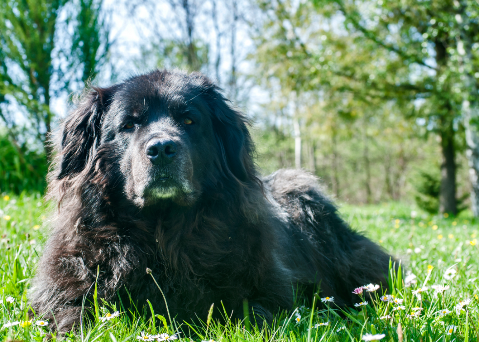 Les plus grandes races de chiens 