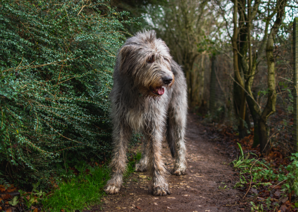 Les plus grandes races de chiens 