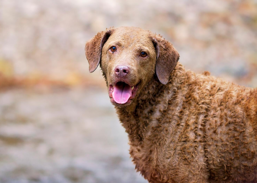 Les races de chiens les plus populaires du 21e siècle 