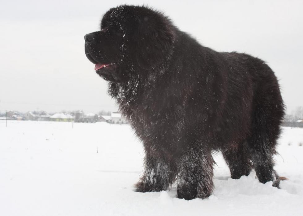 Les races de chiens les plus populaires du 21e siècle 