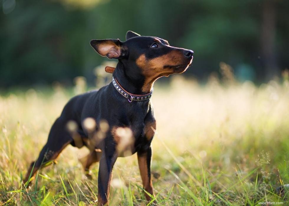 Les races de chiens les plus populaires du 21e siècle 