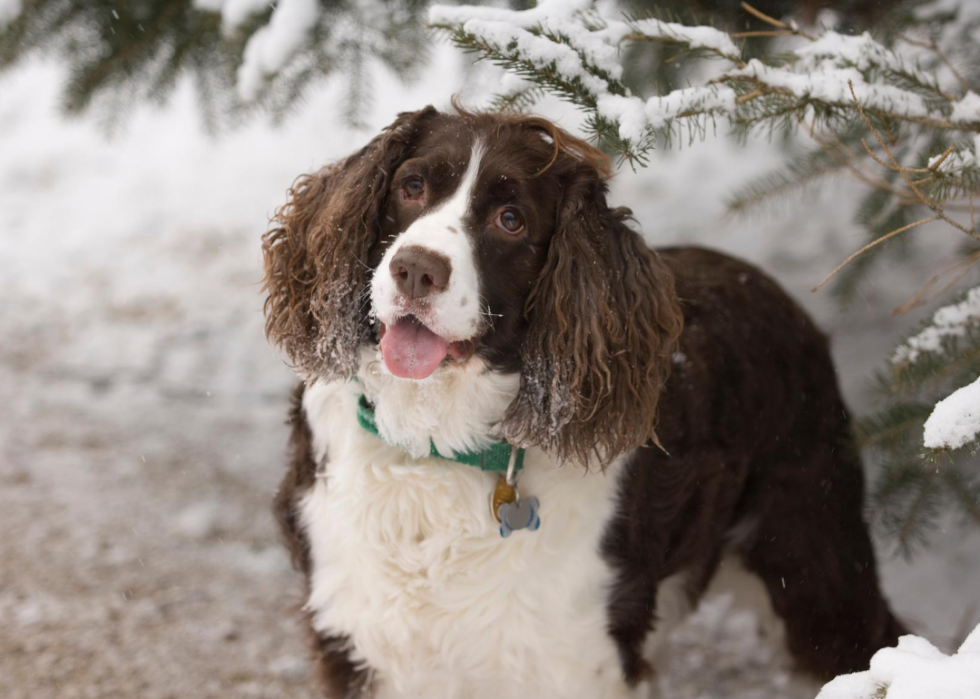 Les races de chiens les plus populaires du 21e siècle 