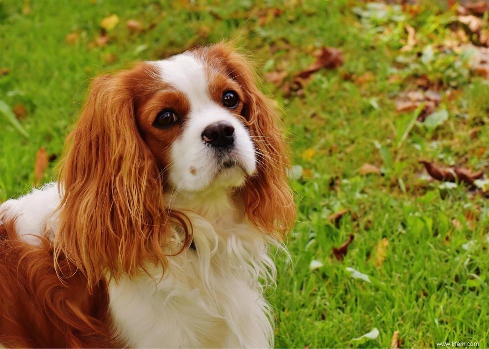 Les races de chiens les plus populaires du 21e siècle 