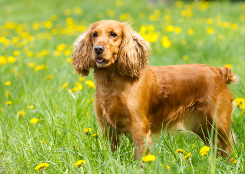 Les races de chiens les plus populaires du 21e siècle 