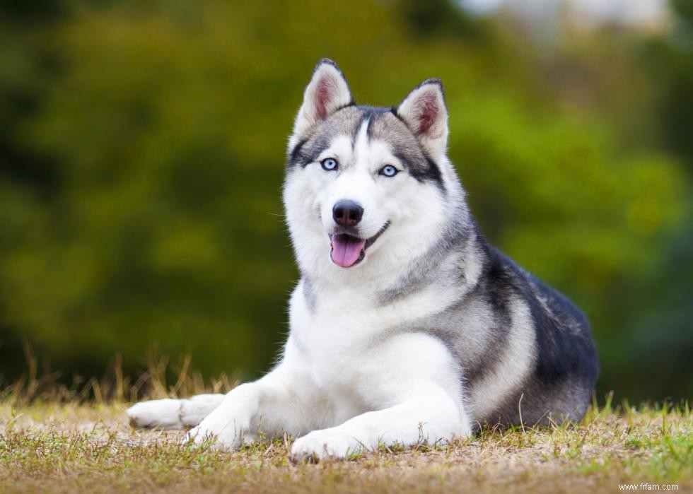 Les races de chiens les plus populaires du 21e siècle 