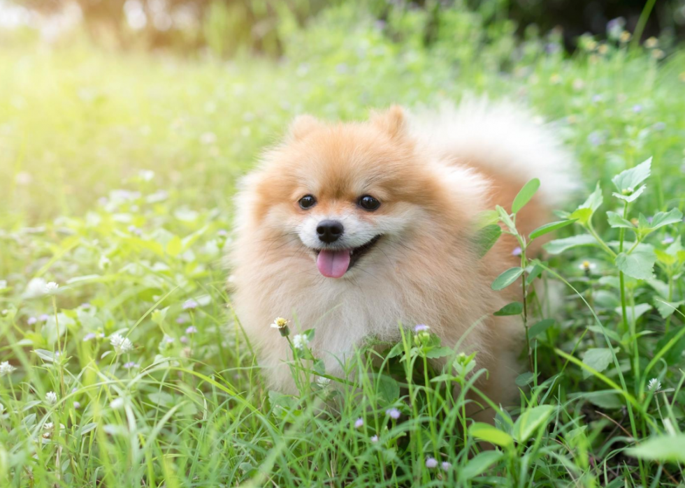 Les races de chiens les plus populaires du 21e siècle 