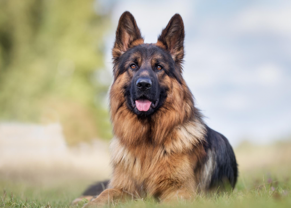 Les races de chiens les plus populaires du 21e siècle 