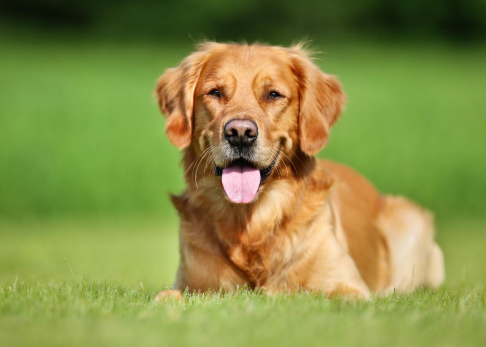 Les races de chiens les plus populaires du 21e siècle 