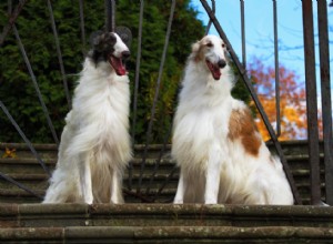 Les races de chiens de grande taille les plus populaires 