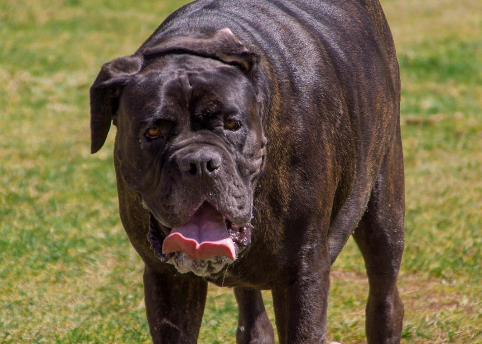 Les races de chiens de grande taille les plus populaires 