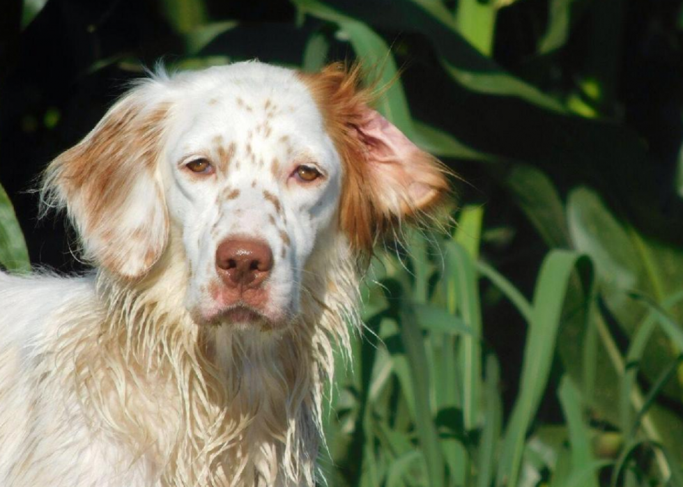 Les races de chiens de grande taille les plus populaires 