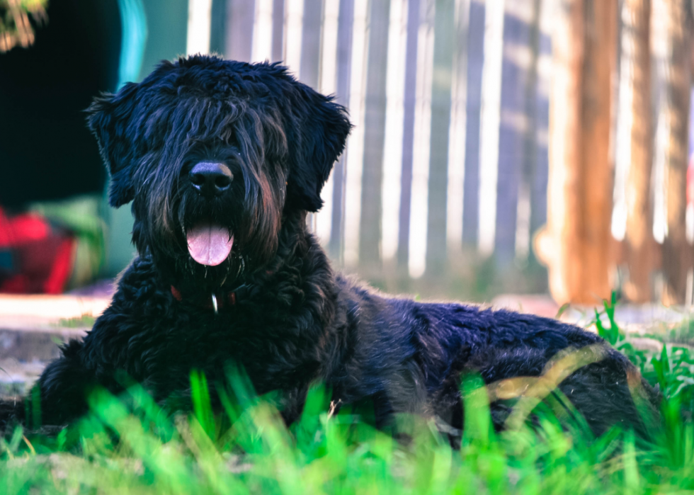 Les races de chiens de grande taille les plus populaires 