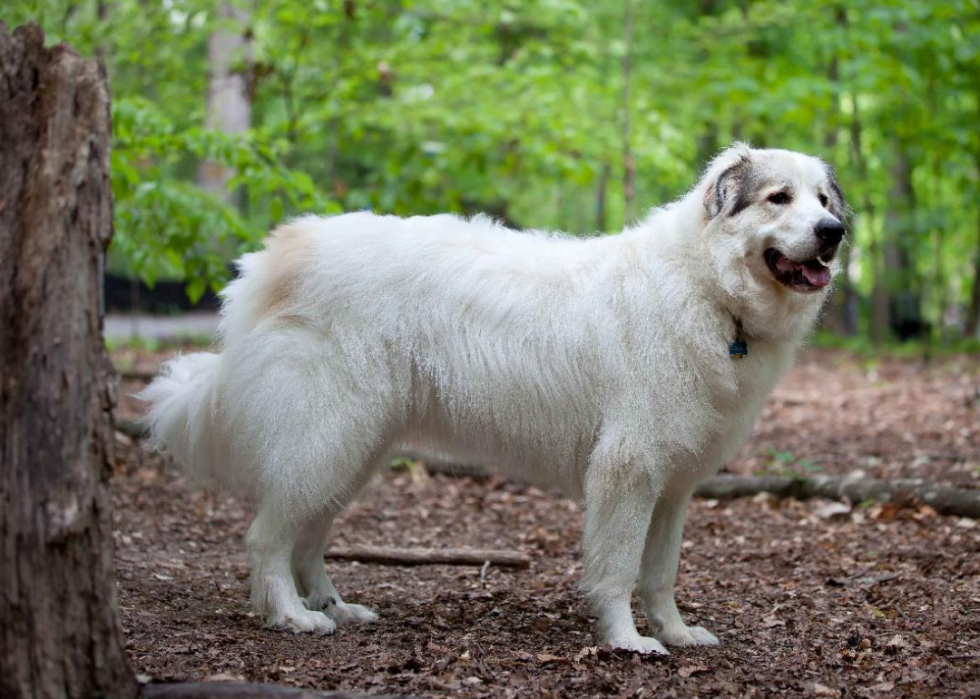 Les races de chiens de grande taille les plus populaires 