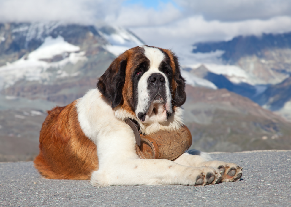 Les races de chiens de grande taille les plus populaires 