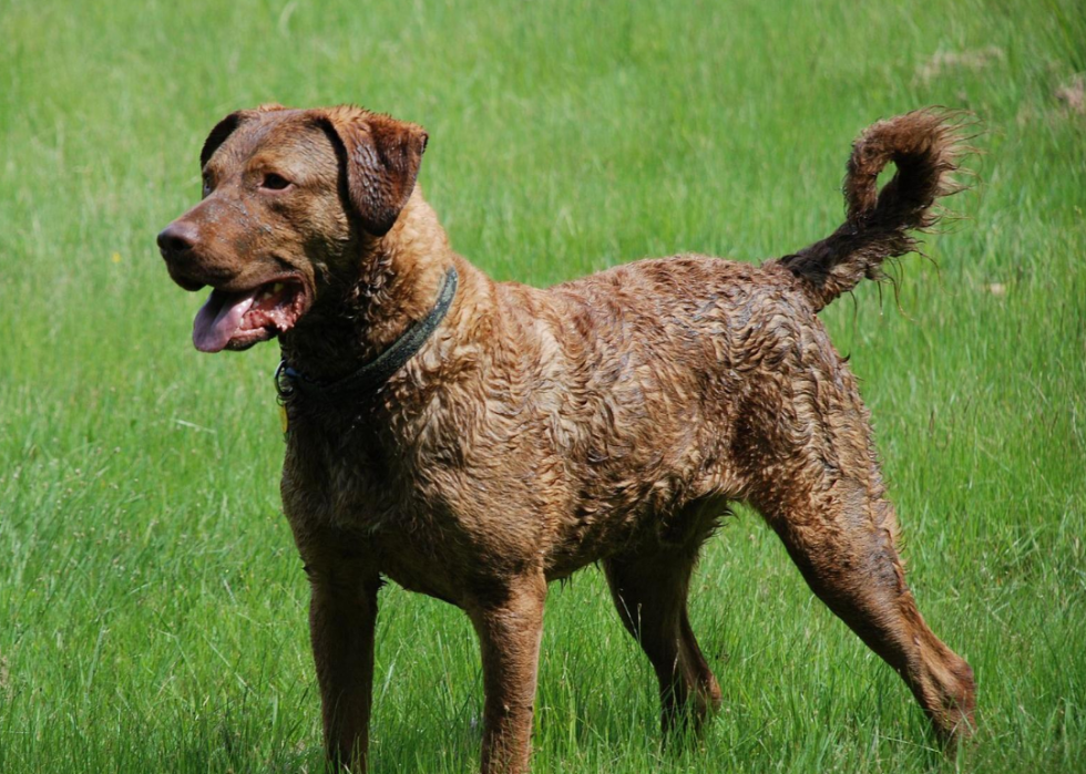 Les races de chiens de grande taille les plus populaires 