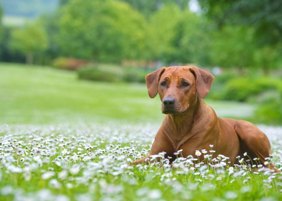 Les races de chiens de grande taille les plus populaires 