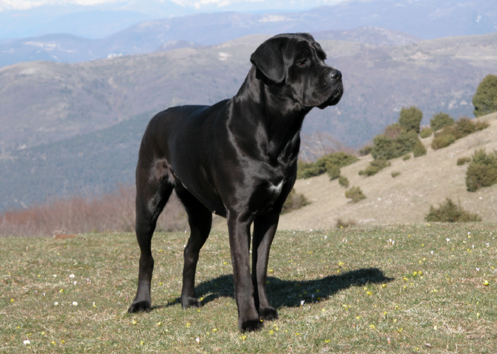 Les races de chiens de grande taille les plus populaires 