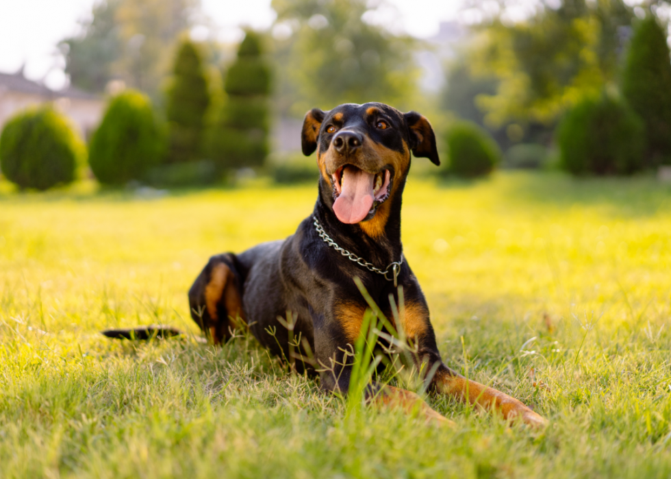 Les races de chiens de grande taille les plus populaires 