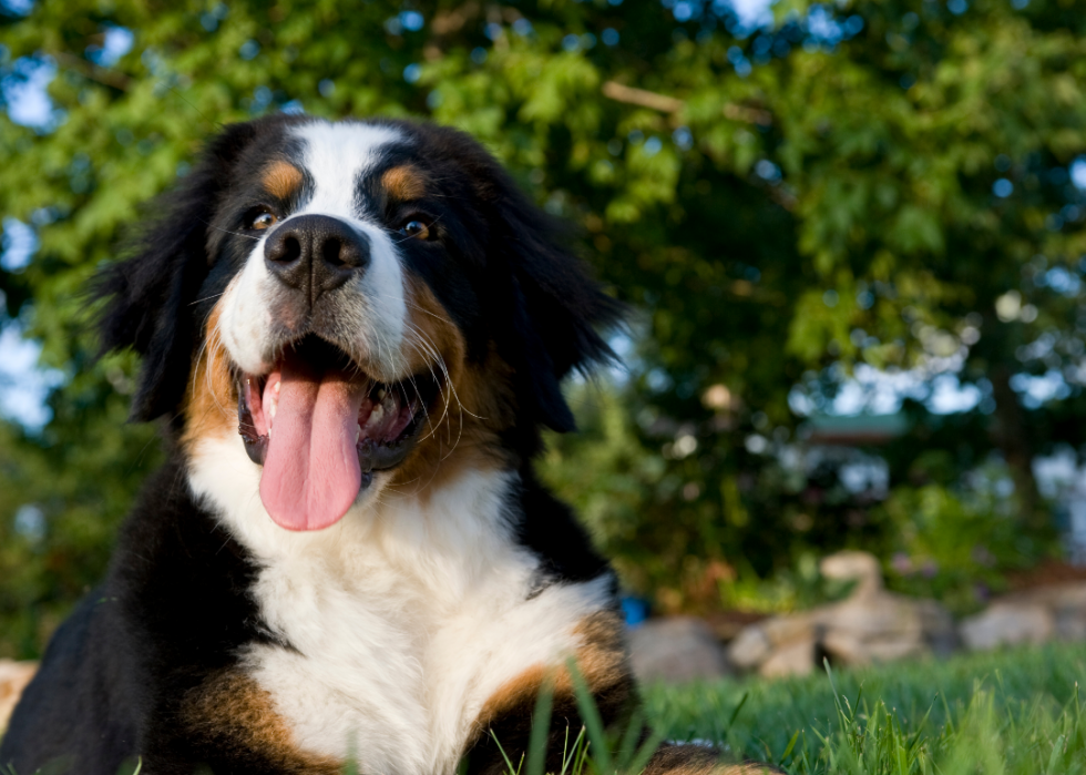 Les races de chiens de grande taille les plus populaires 