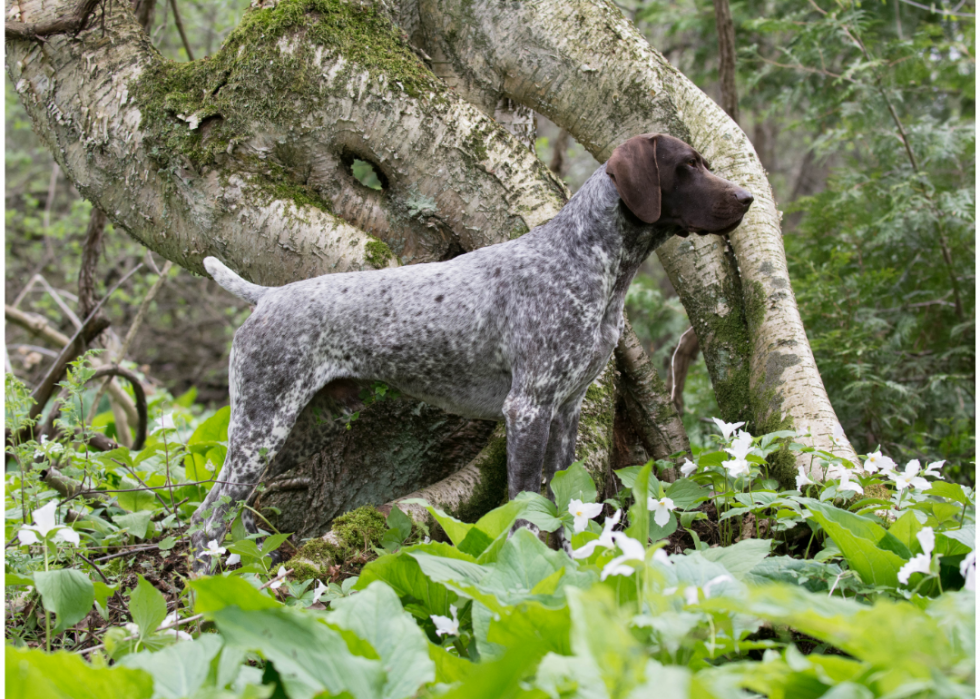 Les races de chiens de grande taille les plus populaires 